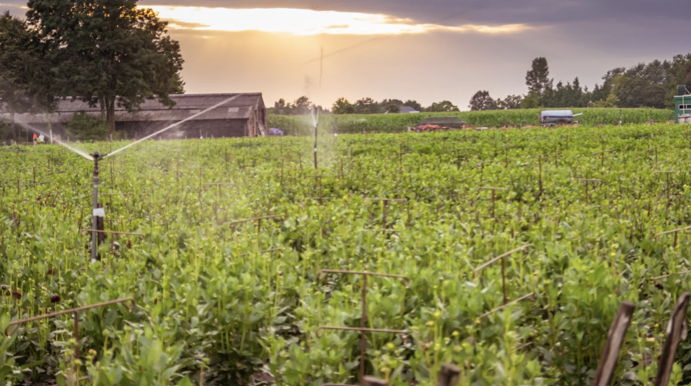 Effectiviteit beregeningstechnieken en waterhuishouding boomkwekerijen